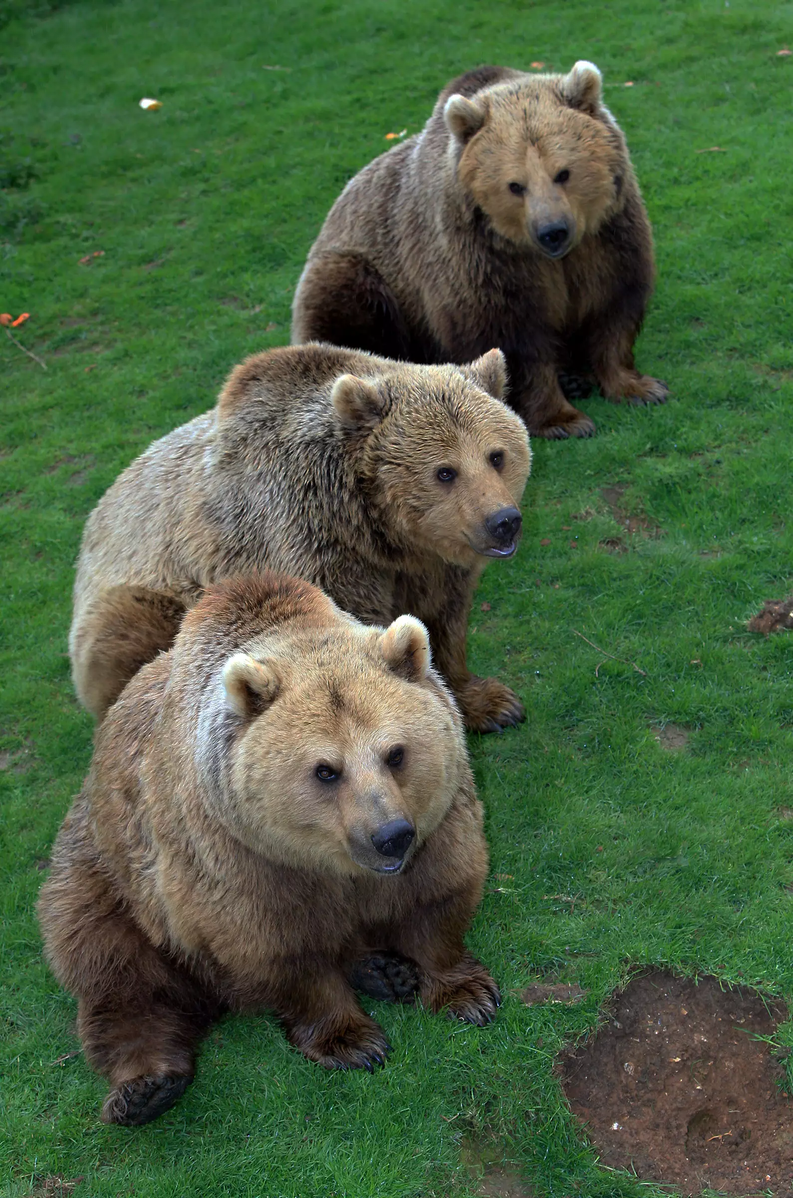 The three brown bears at Whipsnade Zoo: Snow White, Sleeping Beauty and Cinderella.