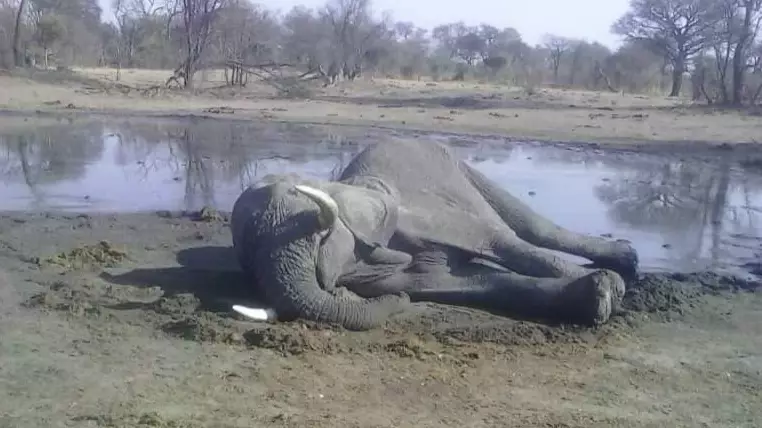 Mystery As 11 Elephants Found Dead In Zimbabwe Forest