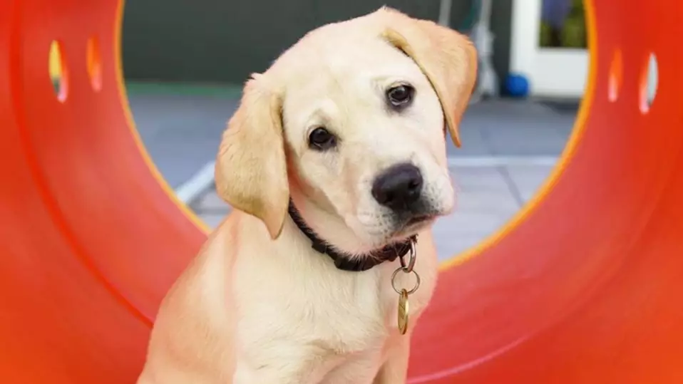 Guide Dogs Australia Organises Nationwide Zoom Meeting To Introduce Newest Puppy
