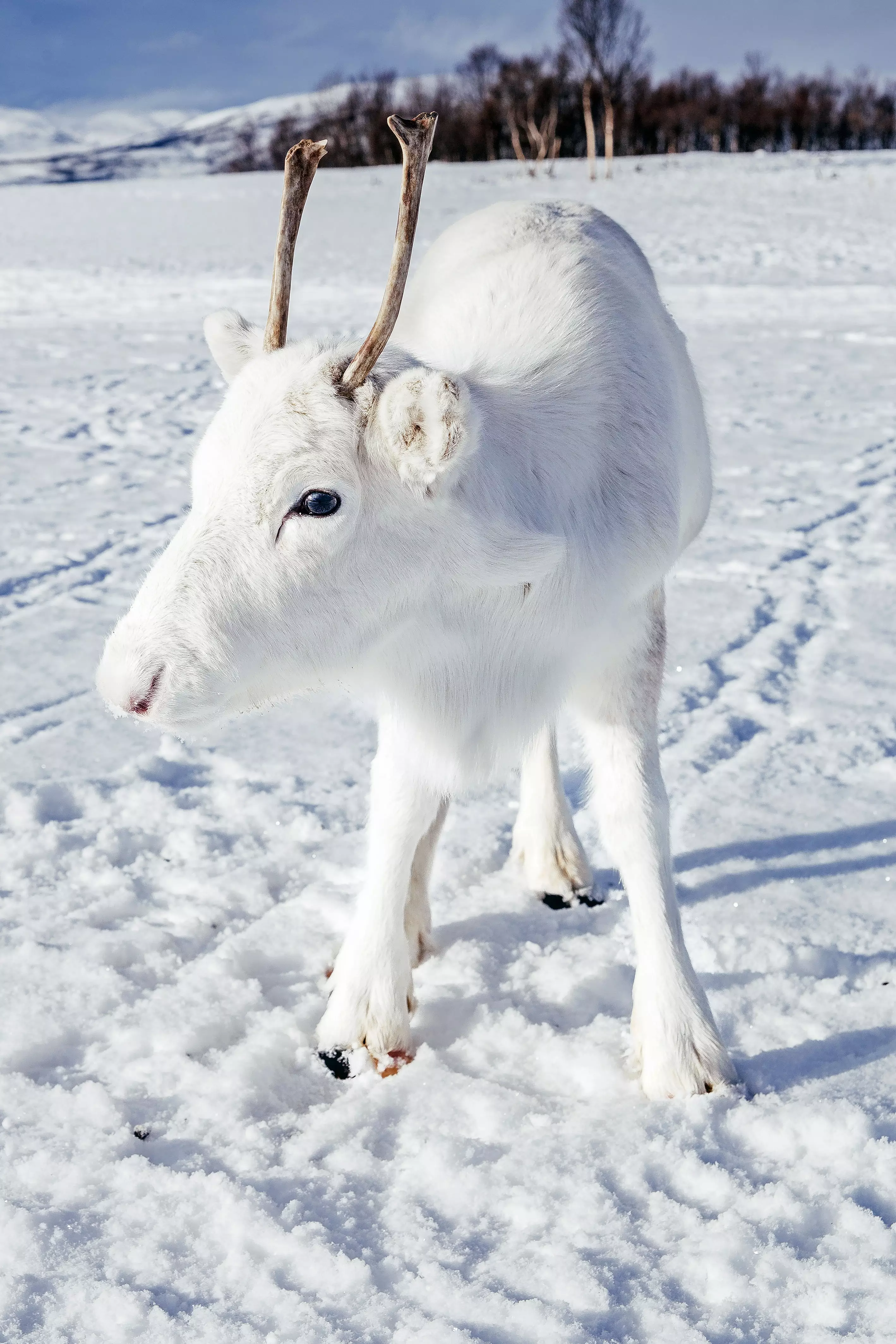 The extremely rare reindeer was spotted in Norway. (