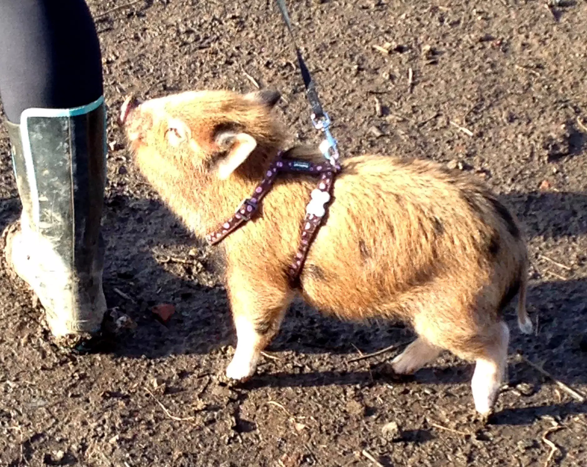 Grace the pig started off tiny but she's grown massively in size