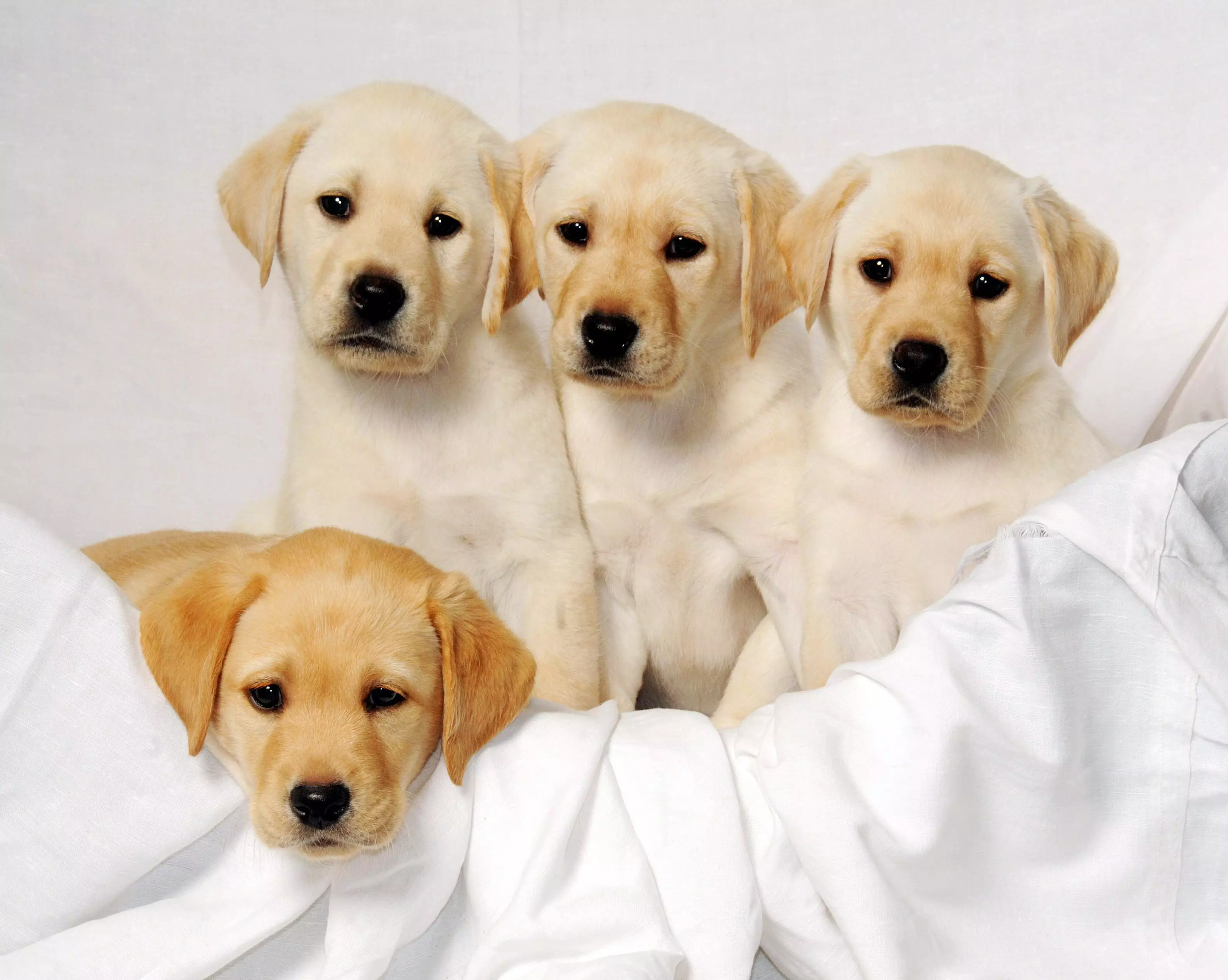 Labradors are one of the most popular dogs in the UK.
