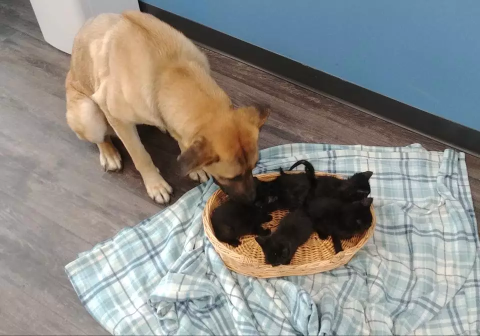 The kind pup was discovered guarding the five baby cats by a good citizen. (