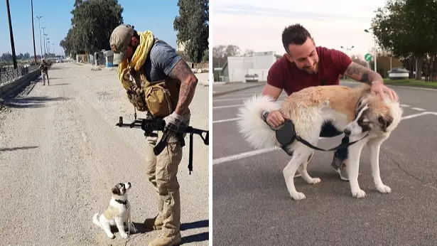 Bomb Disposal Expert Reveals His Love For The Puppy He Saved In Syria