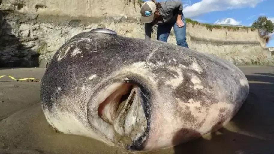 Experts Solve Mystery Of Bizarre 7ft Fish Washed Up On US Beach