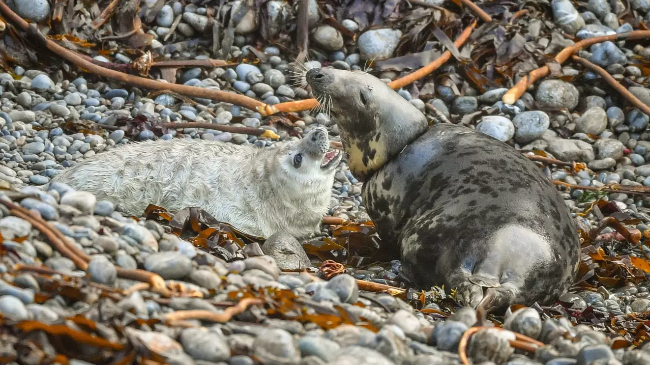 Upsetting Photos Show Seal Choking On Fishing Line
