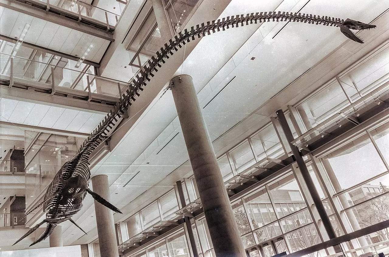 Elasmosaurus skeletons have been found before, but none as big as this one.