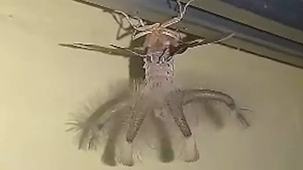 Man Spots Creature That 'Looked Like An Alien' On His Ceiling