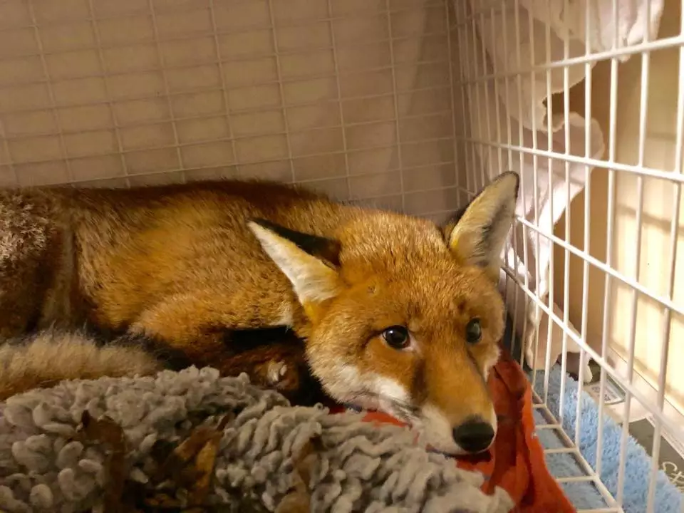 The fox was rescued from Kim Fryer's home by the RSPCA.