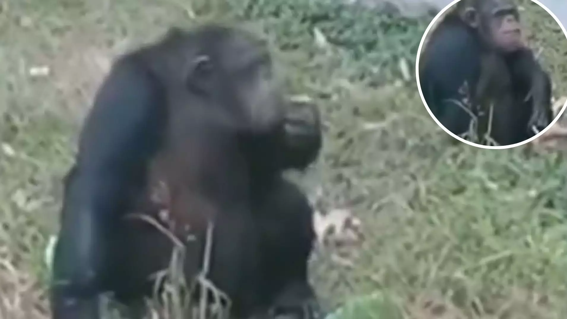 Video Shows Chimpanzee Smoking After Tourist Throws Cigarette Into Zoo Enclosure