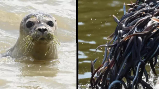 Researchers Baffled As To How A Seal Got An Eel Stuck Up Its Nose