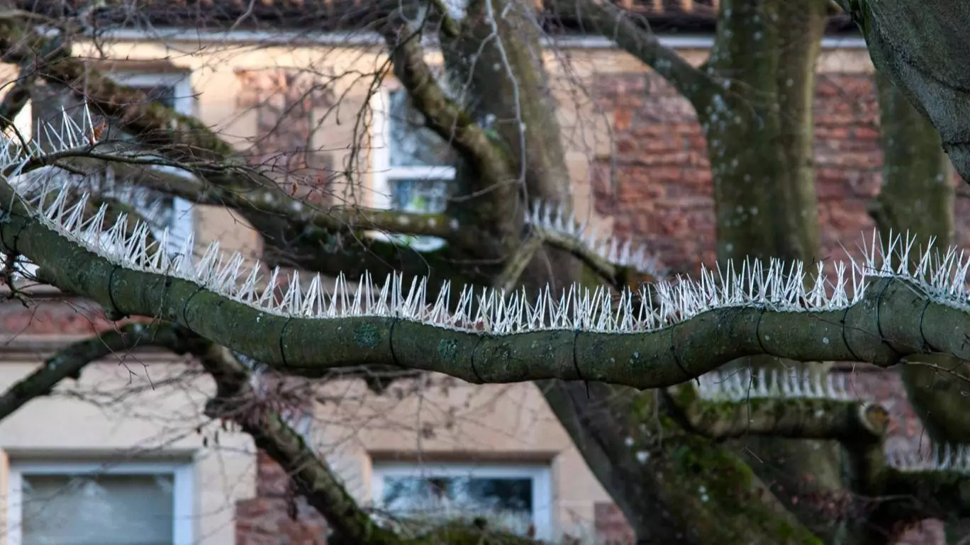 War Has Been Declared On Pigeons As Spikes Appear In Trees