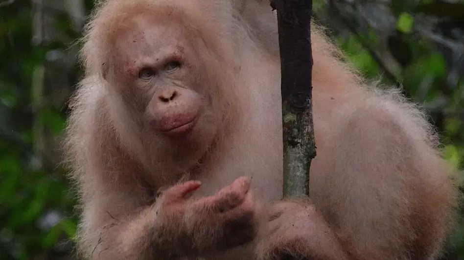Rare Albino Orangutan Spotted In Rainforest One Year After Her Release