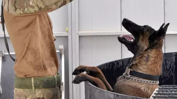 Hero Army Dogs Who Served In Afghanistan Set To Be Put Down Because 'They Can't Be Re-homed' 