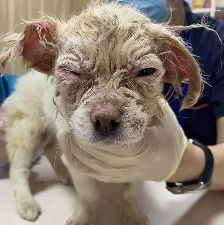 This dog - named Jane - was recued in June after being found with tape around her head, her ears and eyes heavily infected.