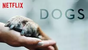 Netflix Is Looking For Dogs To Star In A Documentary Series