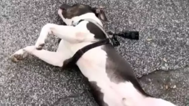 Dog Plays Dead To Avoid Going Home While On His Lockdown Walk