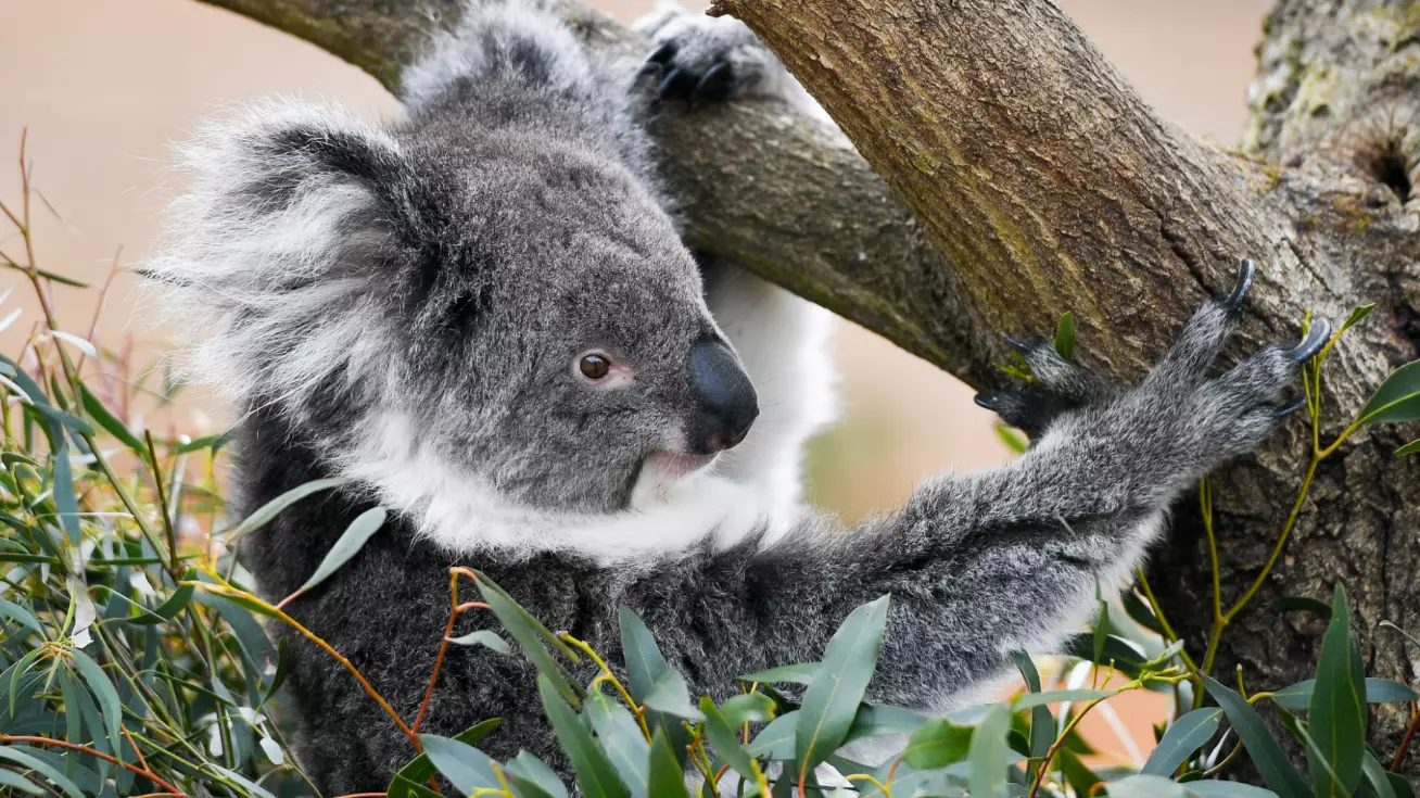 ​Wildlife Experts Estimate Millions Of Animals Have Been Killed By Australian Bushfires