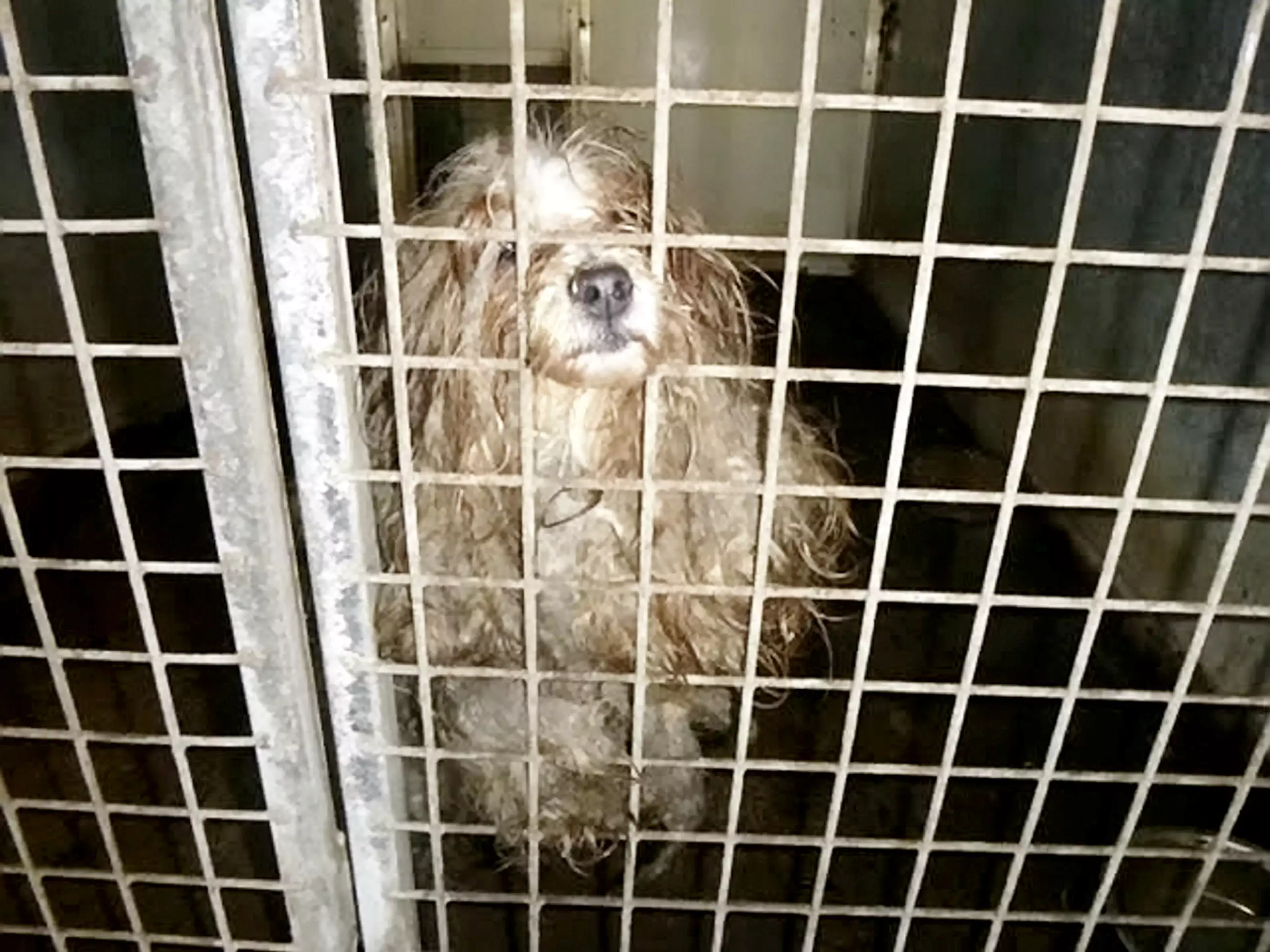 The dogs had been neglected in the kennels (