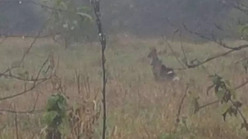 Kangaroo And Two Joeys Spotted Wandering Around Fields In Nottinghamshire