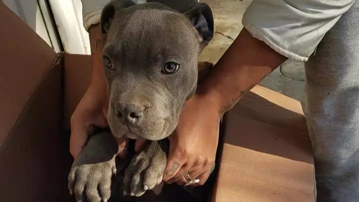 Young Boy Leaves 'Mistreated' Dog Outside Shelter Along With Tragic Note