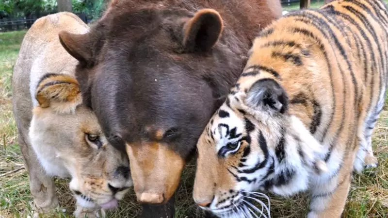 A Lion Who Lived In The Ultimate Bromance With A Tiger And Bear Has Sadly Died