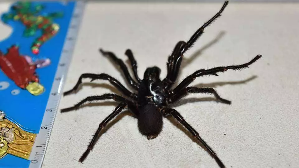 NOPE! This Is The Biggest Funnel Web Spider Caught By Australian Authorities