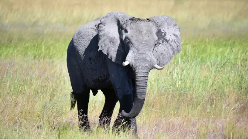 Big Game Hunter Killed After Being Trampled By Elephant 