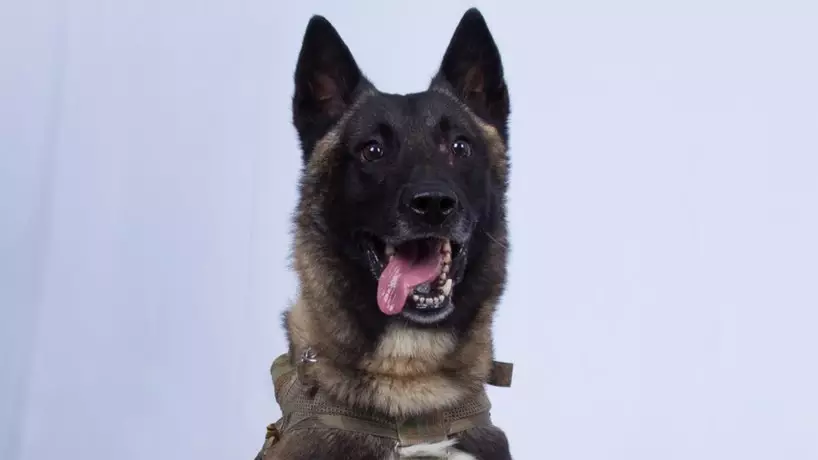 The US Military Dog That Helped Take Down The ISIS Leader