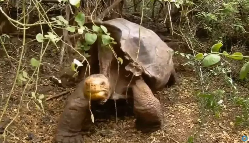 Sex Pest Tortoise Single-Handedly Saves His Species From Extinction