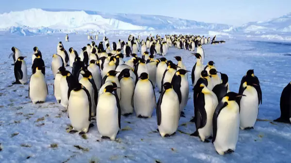 Supercolony Of Penguins Discovered On Antarctic Island