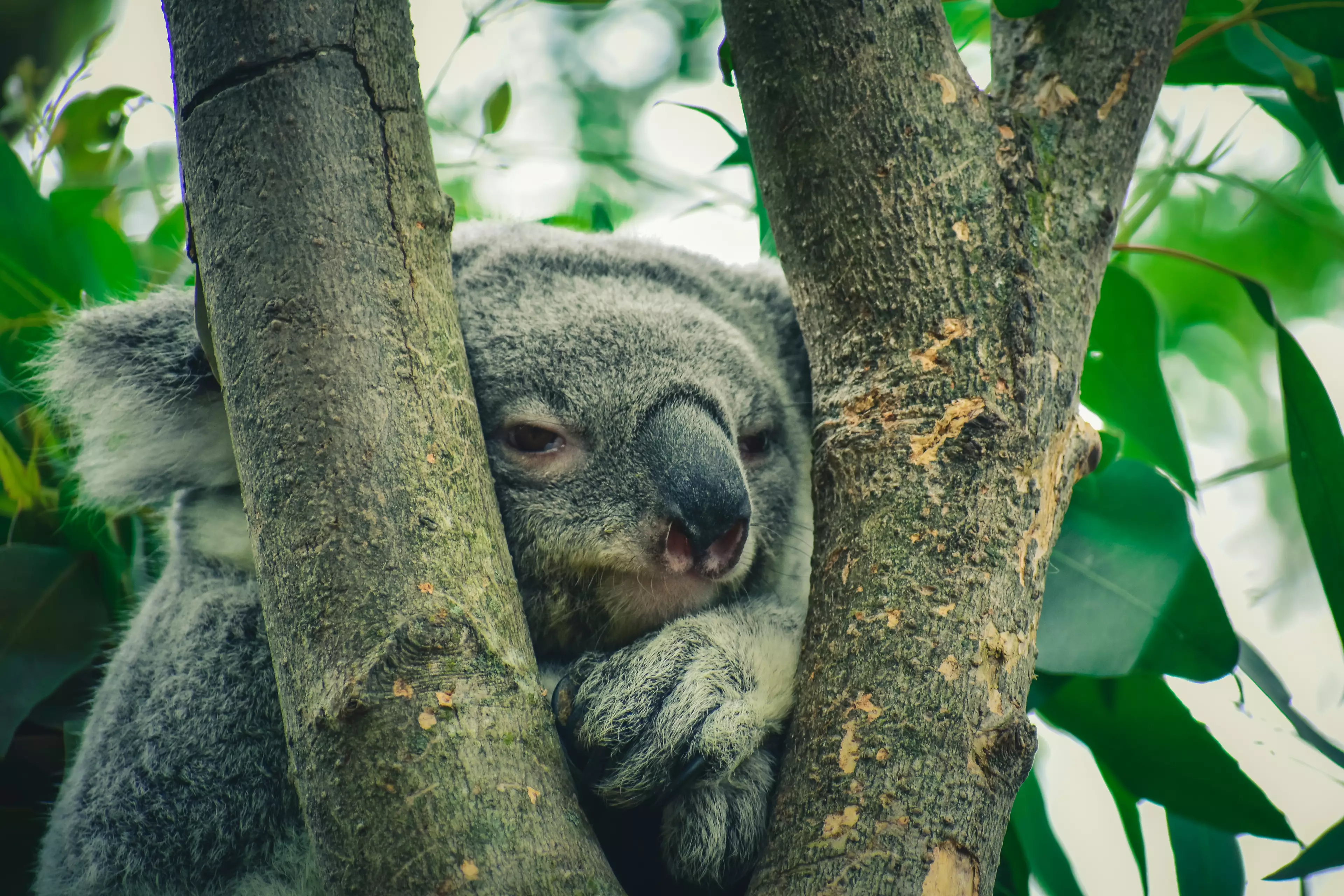 Koala's instincts during the fires are to rush to the top of the tree, which is actually the hottest place. (