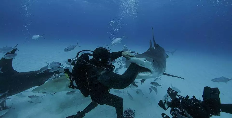 Don't try this at home. Not least because the shark will die.