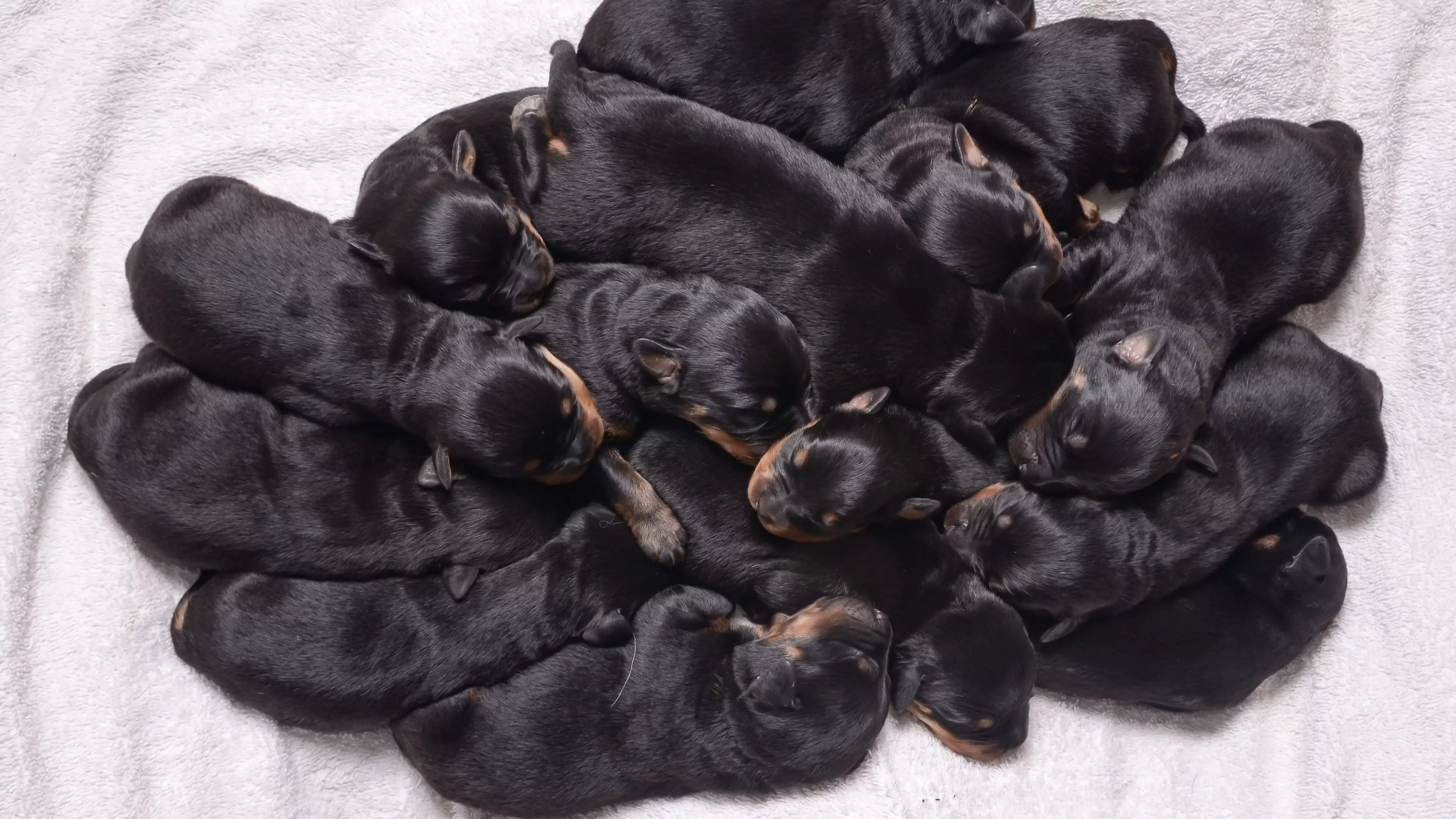 Rottweiler Giving Birth To More Than A Dozen Puppies Is As Amazing As You Think