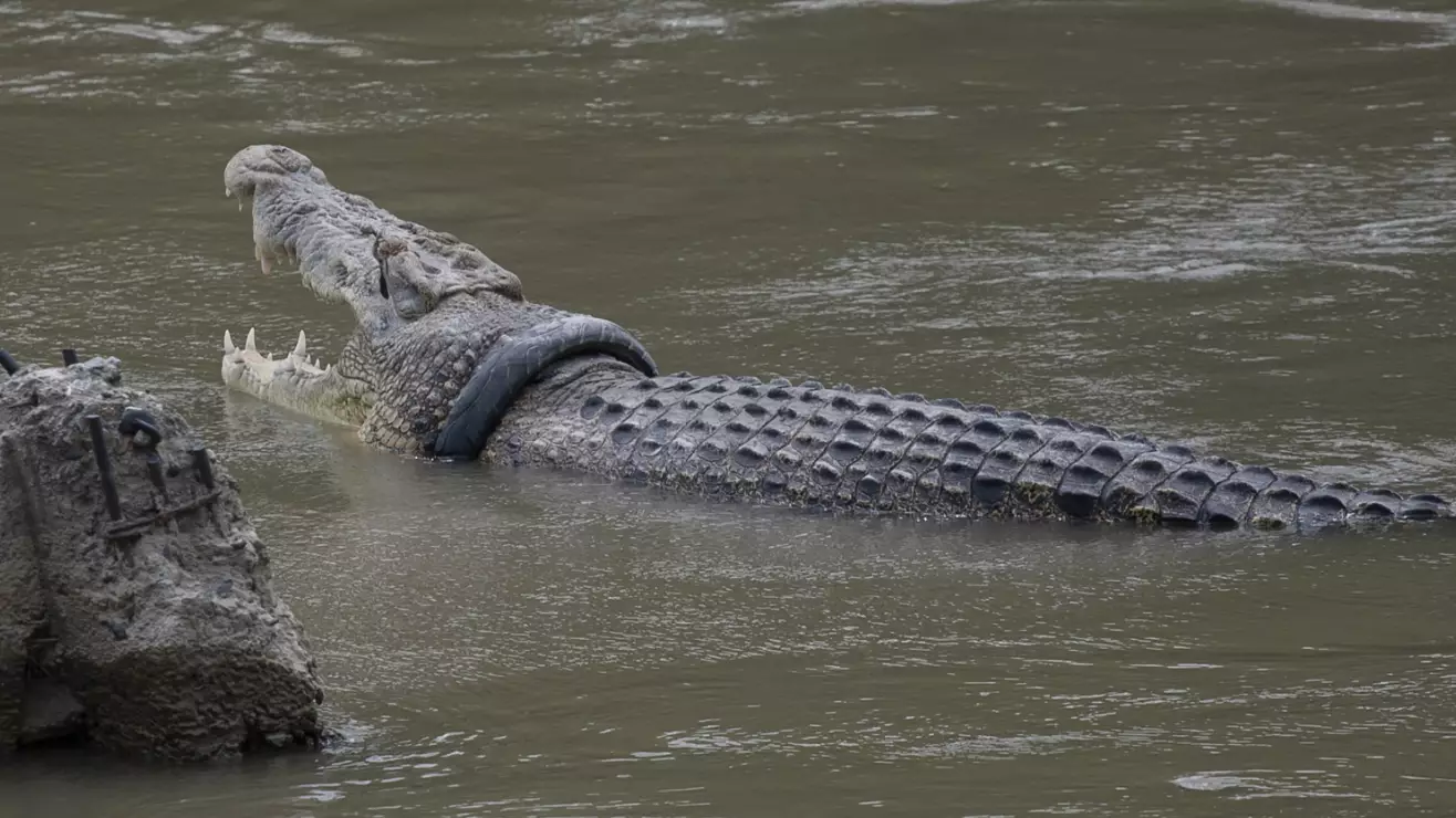 Crocodile Wranglers Fail First Attempt To Release Croc From Tyre