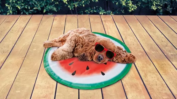 B&M Is Selling £4.99 Watermelon Dog Cooling Mats So You Can Sunbathe Together This Summer