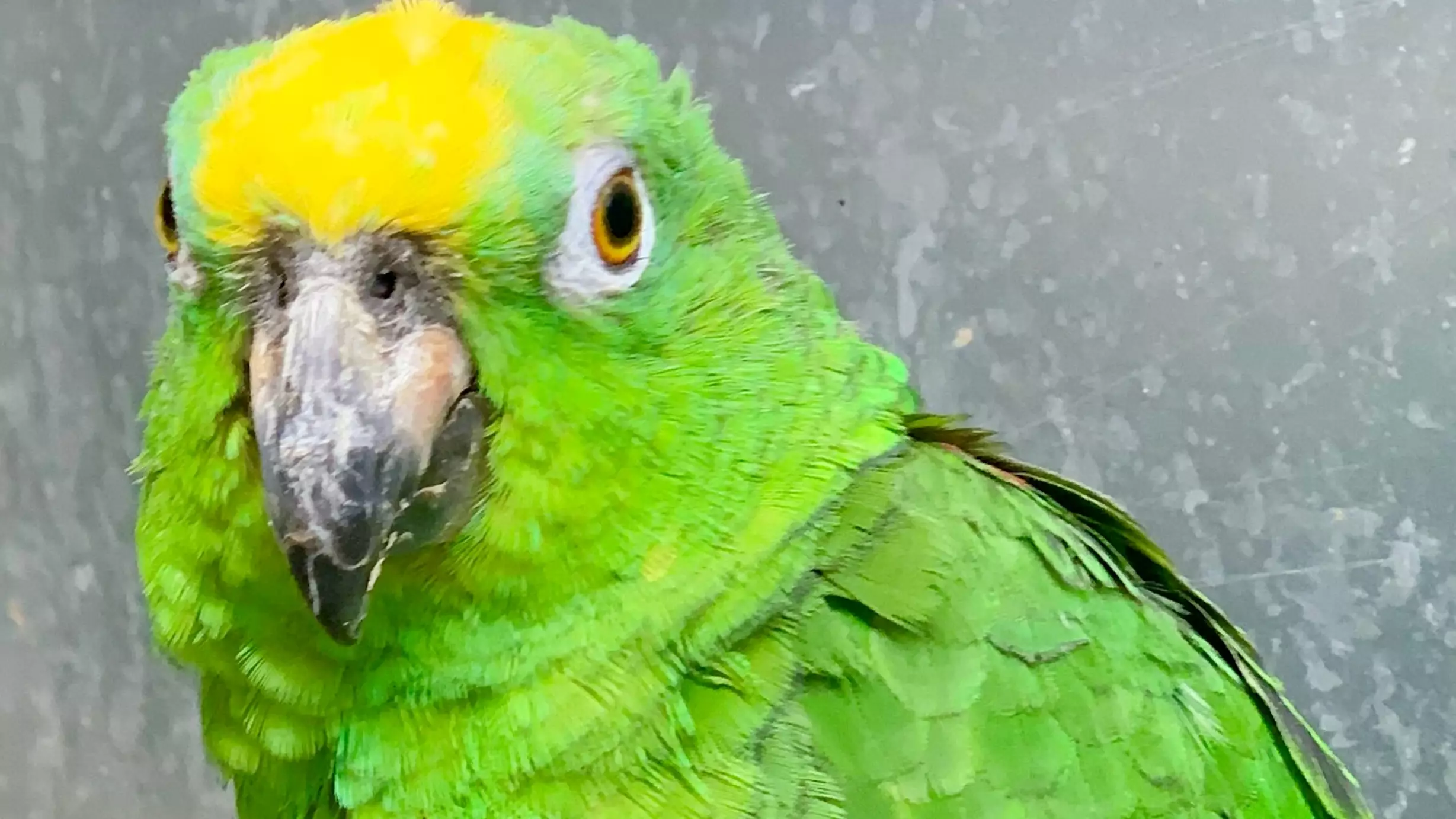 Singing Parrot Smashes Rendition Of Hit Tunes By Beyoncé