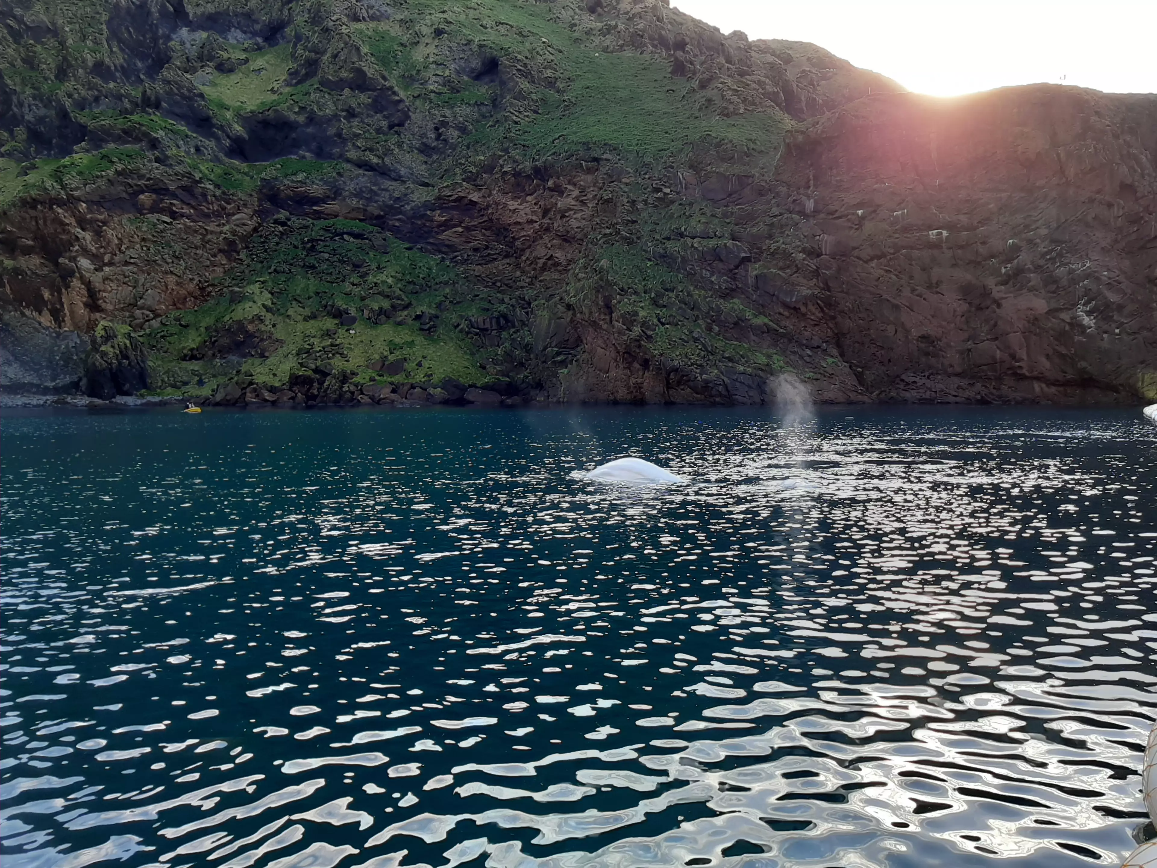 Little White & Little Grey take their first swim in their Beluga Whale Sanctuary home in Iceland (