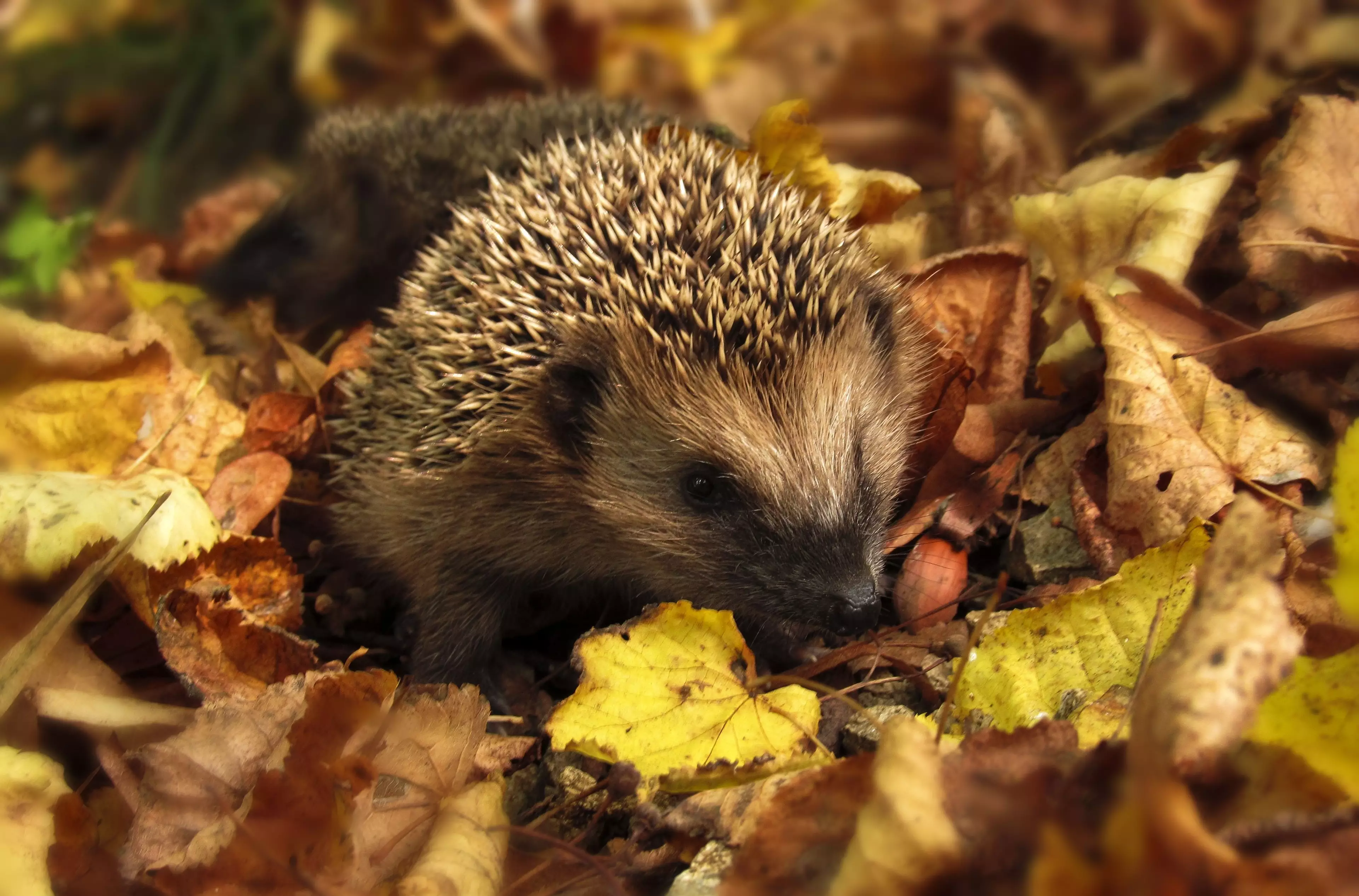 We must save the hedgehogs (