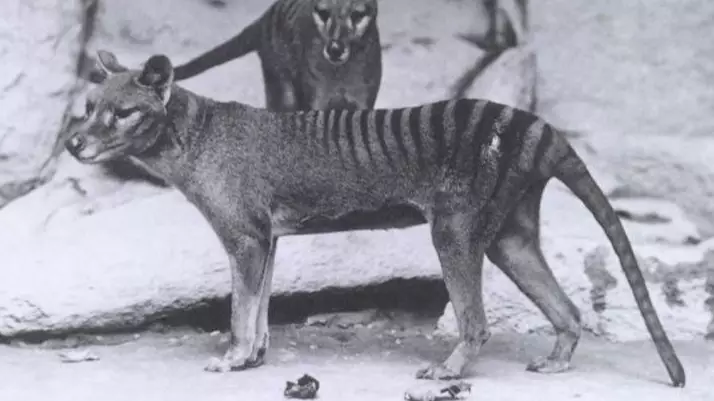 Experts Disprove Aussie Man’s Evidence Of Thylacine Family Sighting