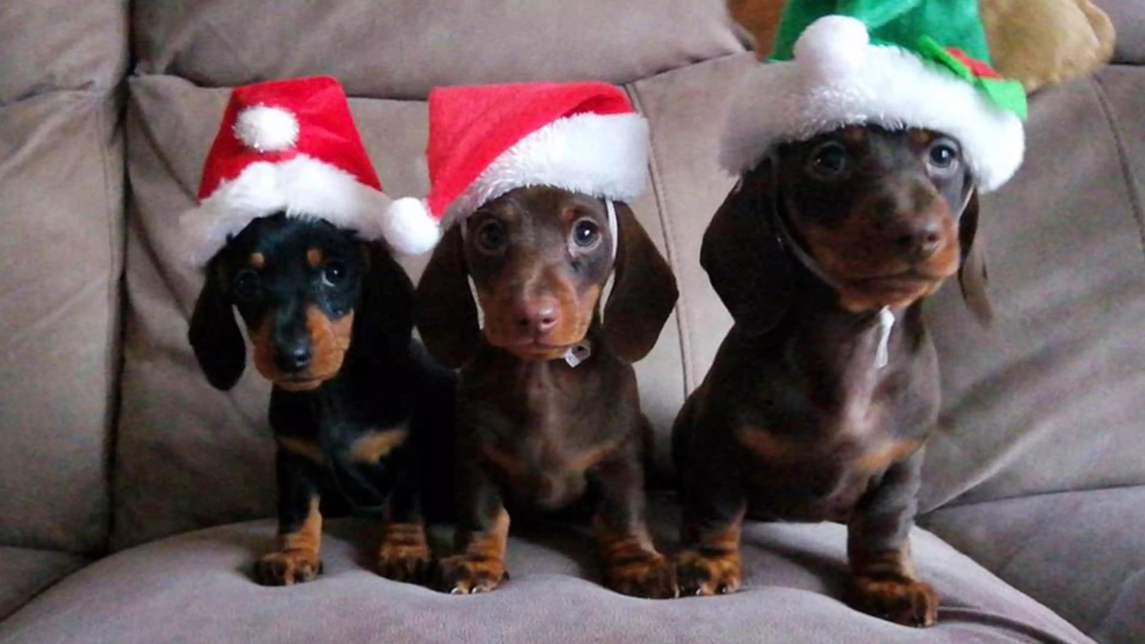 Man Gets His 17 Sausage Dogs To Pose For Photo In Christmas Jumpers