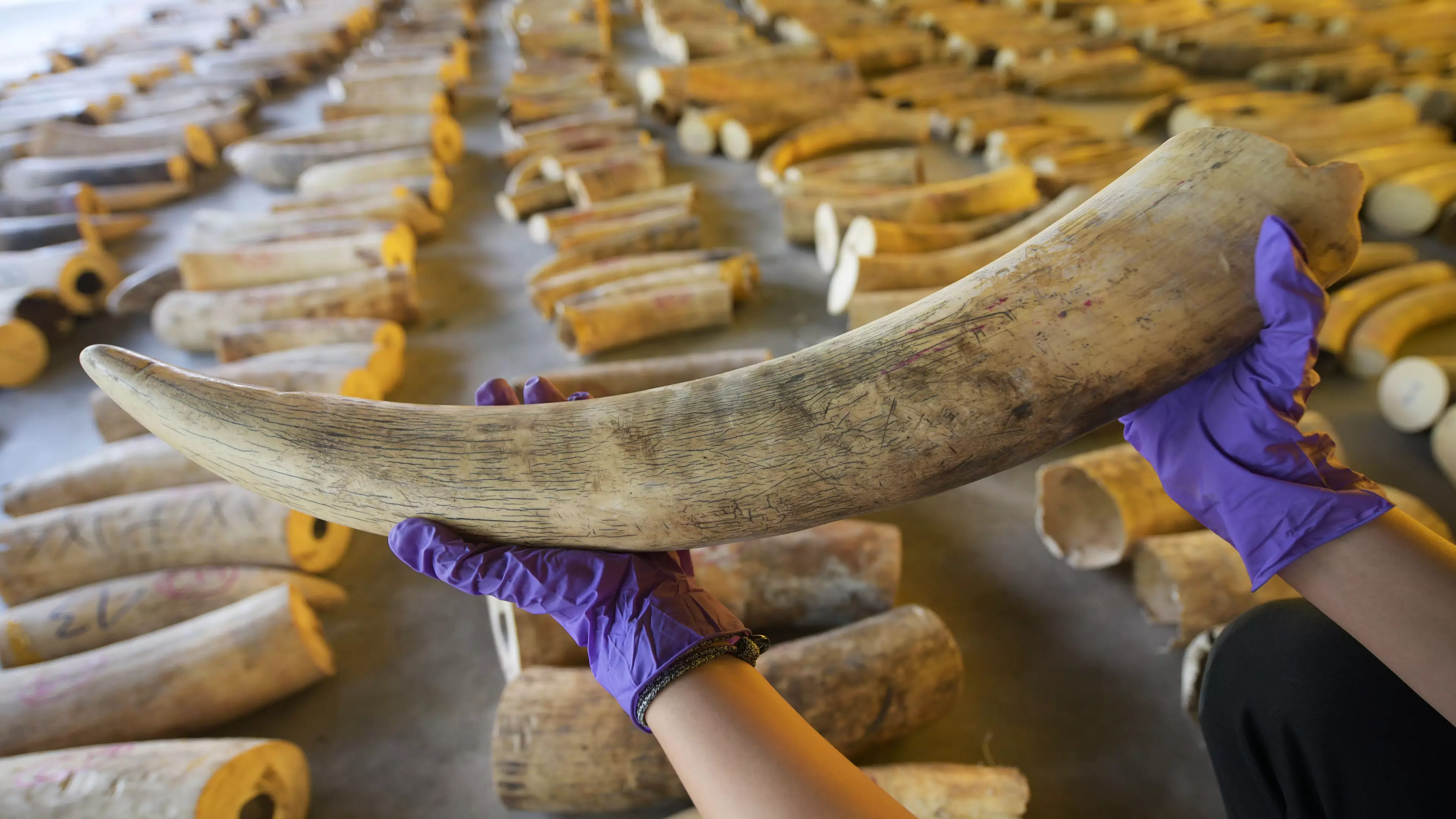 Government Will Close Legal Loophole That Allows Ivory To Be Trafficked In Australia