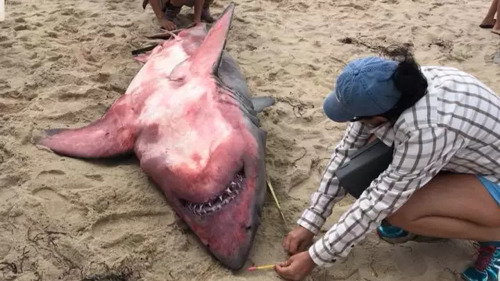 Great White Shark Washes Up On Massachusetts Beach In Mysterious Circumstances 