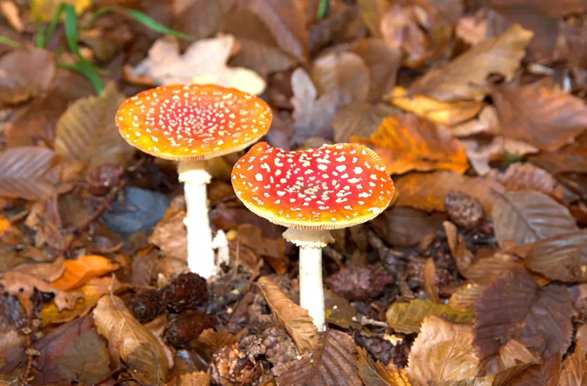 Fly agaric (Amanita muscaria) are a type of magic mushrooms.