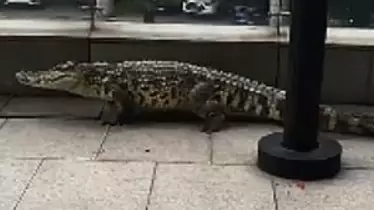 Alligator Filmed Being Walked In Street By Its Owner