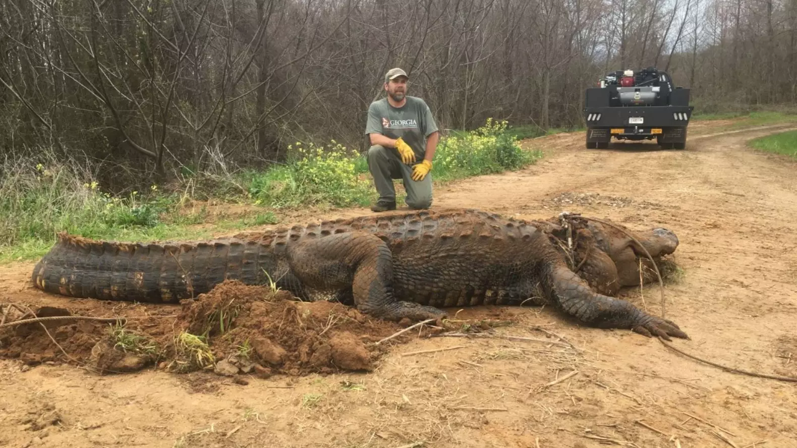 Giant Alligator Measuring 13ft Found In Ditch In US 