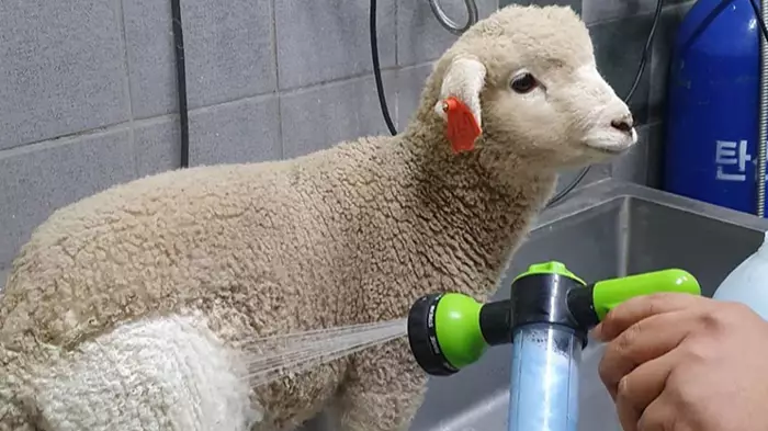 People Amazed To See Before And After Photos Of Sheep Getting Showered