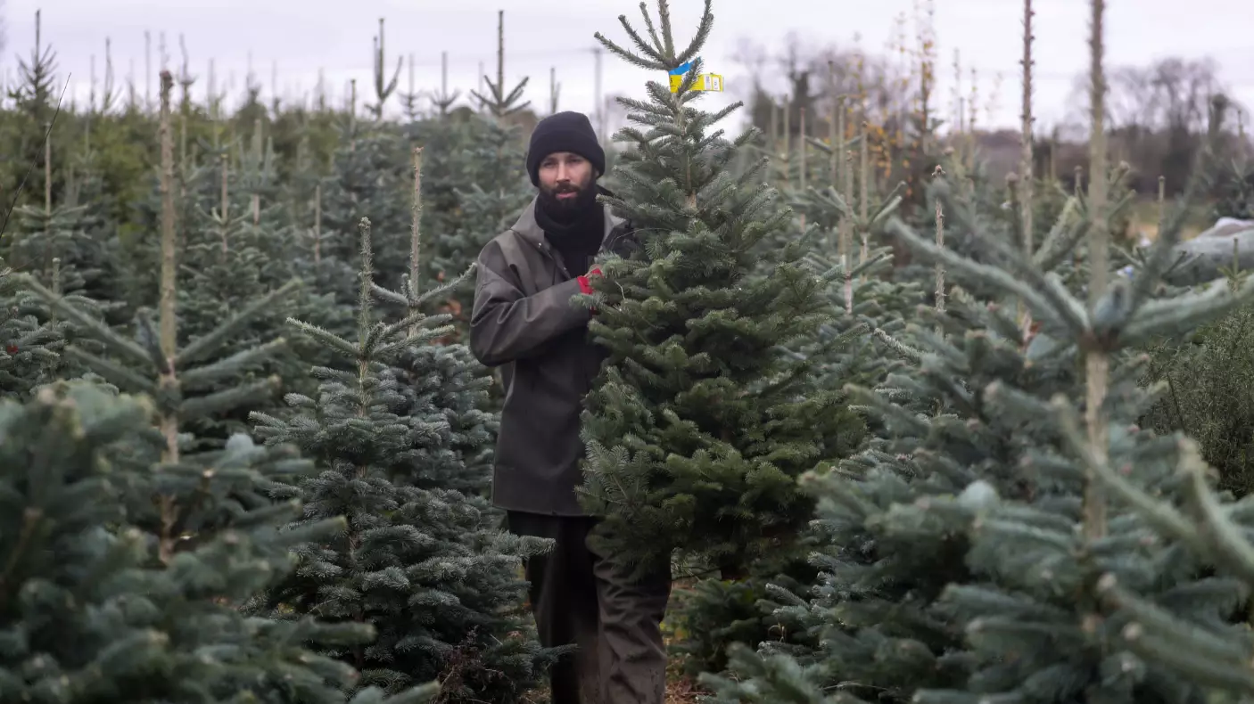 ​Expert Shares Best Time To Buy A Real Christmas Tree So That It Lasts