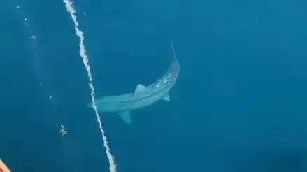 Gigantic Shark Spotted In Atlantic Sparks 'Megalodon' Fears For Some