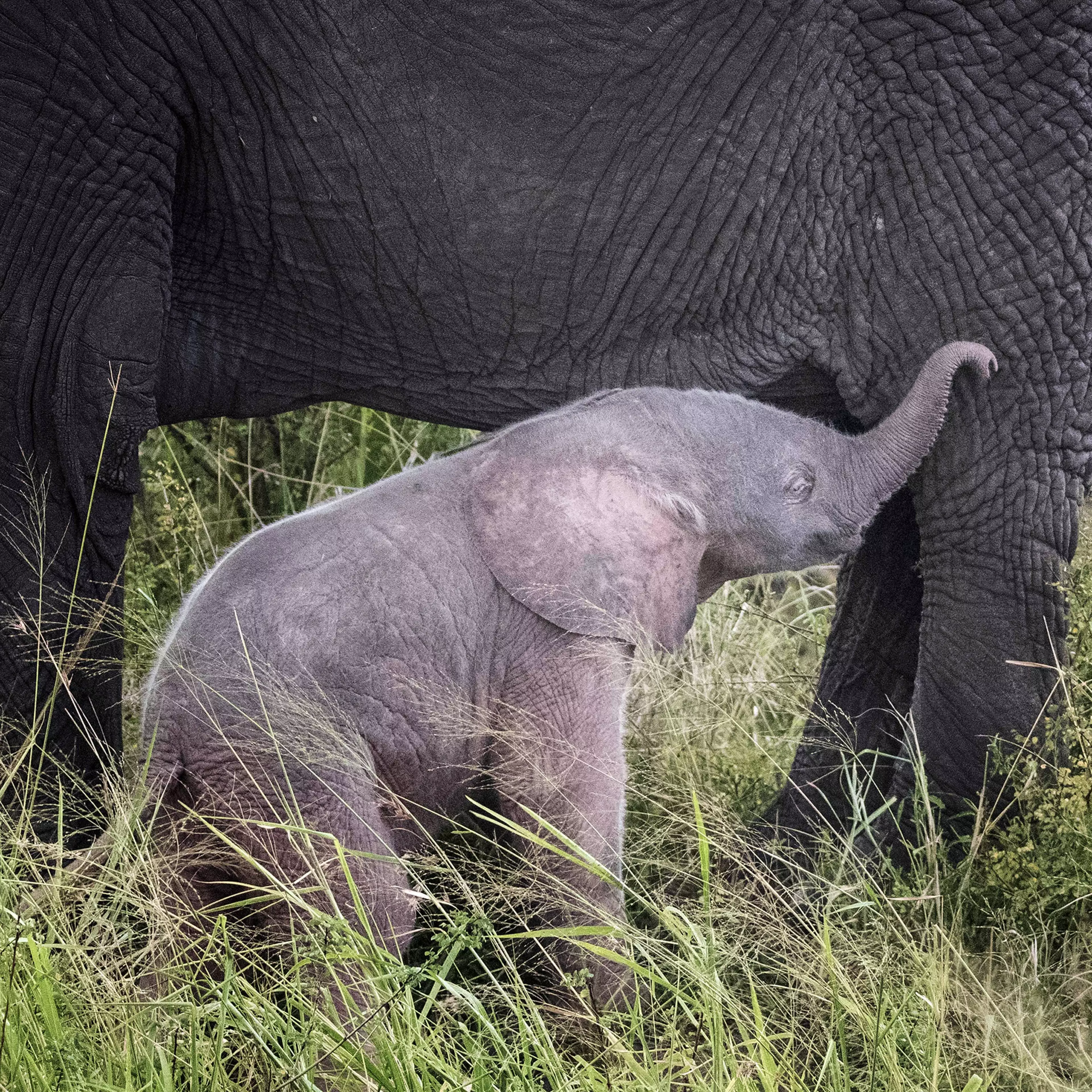 A rare 'pink' baby elephant has defied odds to survive in the wild. (
